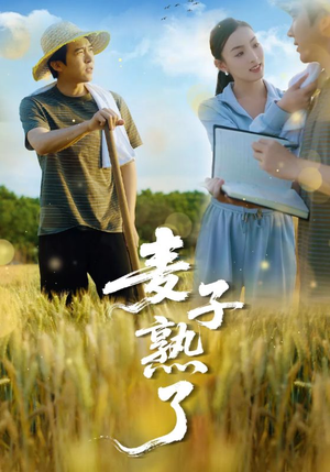 麦子熟了（52集）最新短剧抢先看