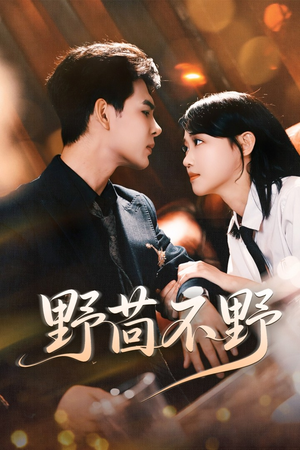野茴不野（67集）免费看短剧