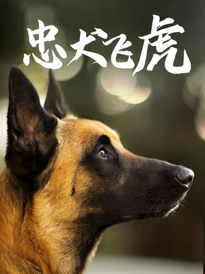 忠犬飞虎(33集) 忠犬飞虎(33集)太好看了短剧