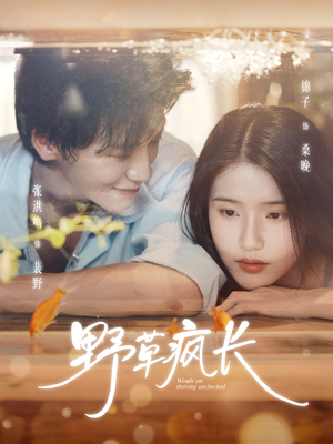 野草疯长（71集）夸克在线观看