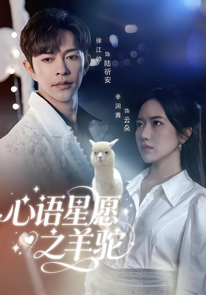 心语星愿之羊驼（60集）短剧后续更精彩